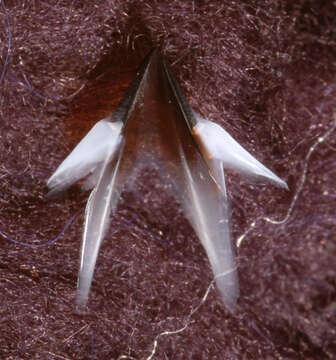 Image of Neoteuthis Naef 1921