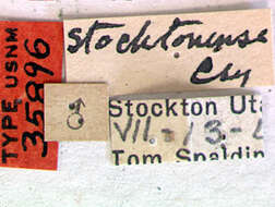 Image of Asemum stocktonense Casey 1924