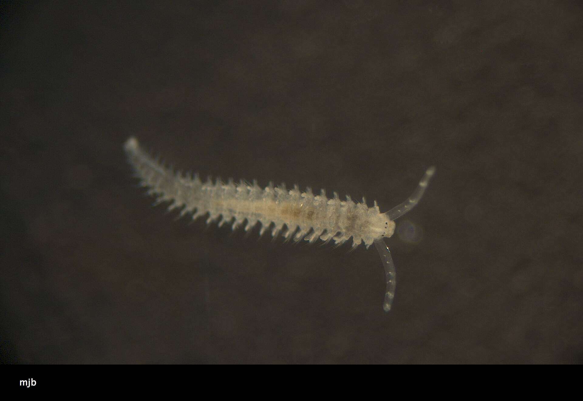 Image of Spionidae