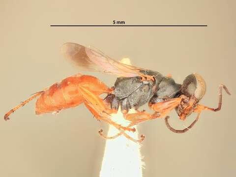 Image of Miscophus slossonae (Ashmead ex Kohl 1897)