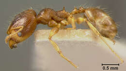 Image of Pheidole knowlesi extensa Mann 1921