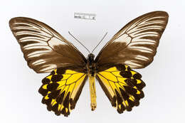 Image of Golden Birdwing