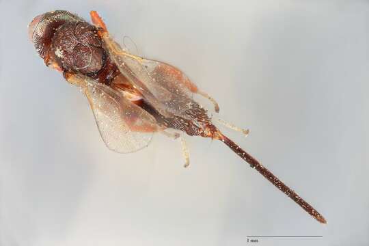 Image of Microdontomerus bicoloripes (Crawford 1914)