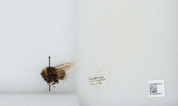 Image of White-tailed bumblebee