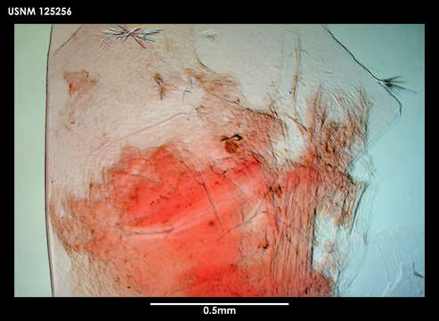 Imagem de Teloscalpellum latusculum (Newman & Ross 1971)