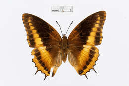 Image of Charaxes eudoxus Drury 1782