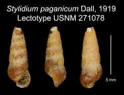 Image of Lirobittium paganicum (Dall 1919)