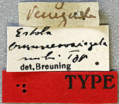 Image of Estola brunneovariegata Breuning 1940