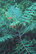 Image of rocky mountain sumac