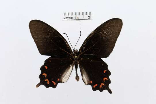 Image of Parides montezuma (Westwood 1842)