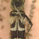 Image of Chlorophorus borneensis Fisher 1935