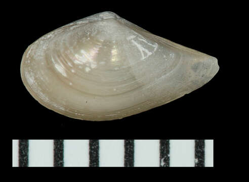 Image of Concentric Nut Clam