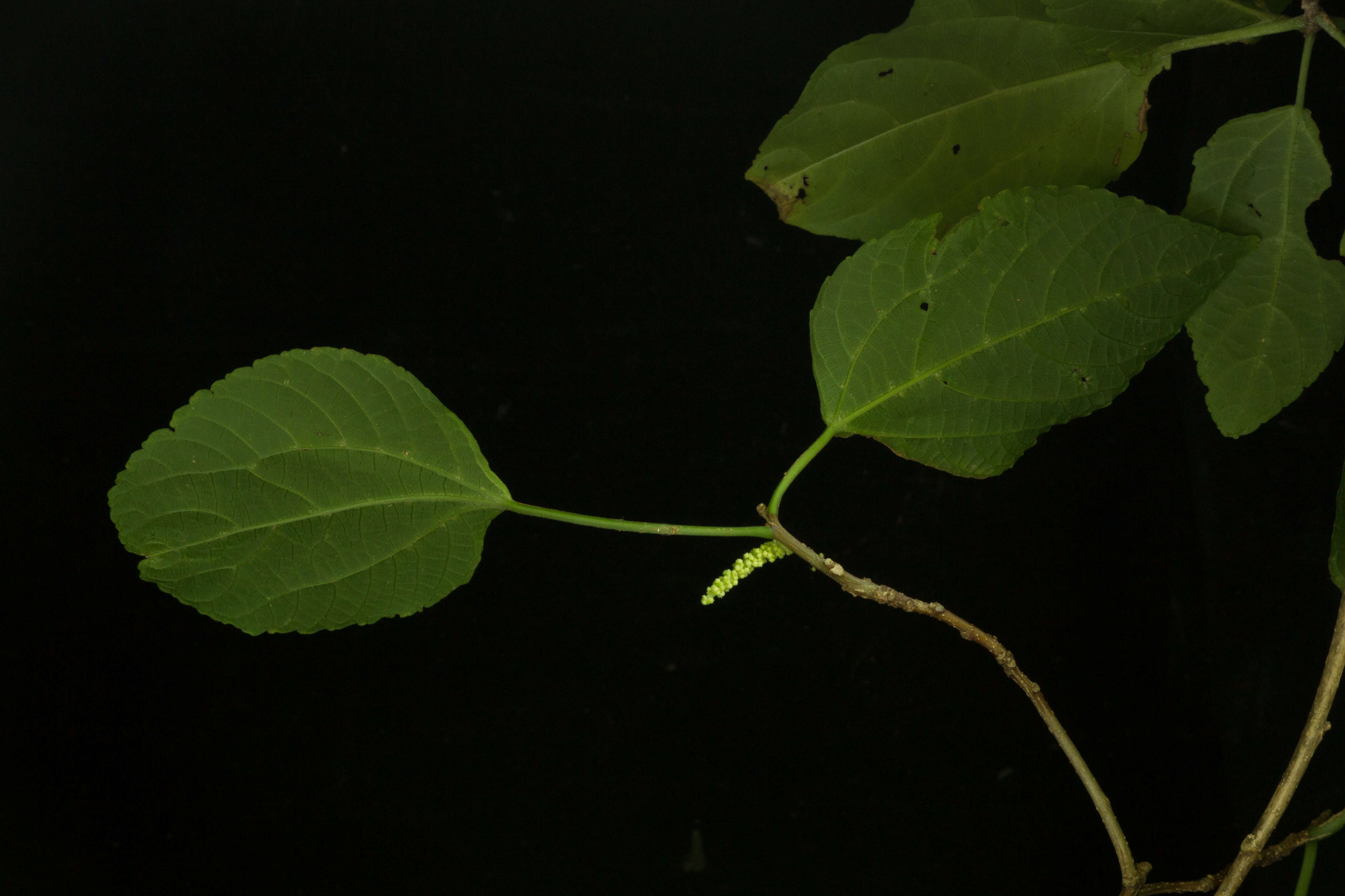 Image de Acalypha schiedeana Schltdl.