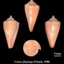 Image of flamingo cone
