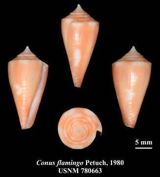 صورة Conus flamingo Petuch 1980