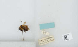 Слика од Bombus affinis Cresson 1864