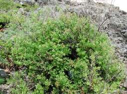 Image of Indian camphorweed