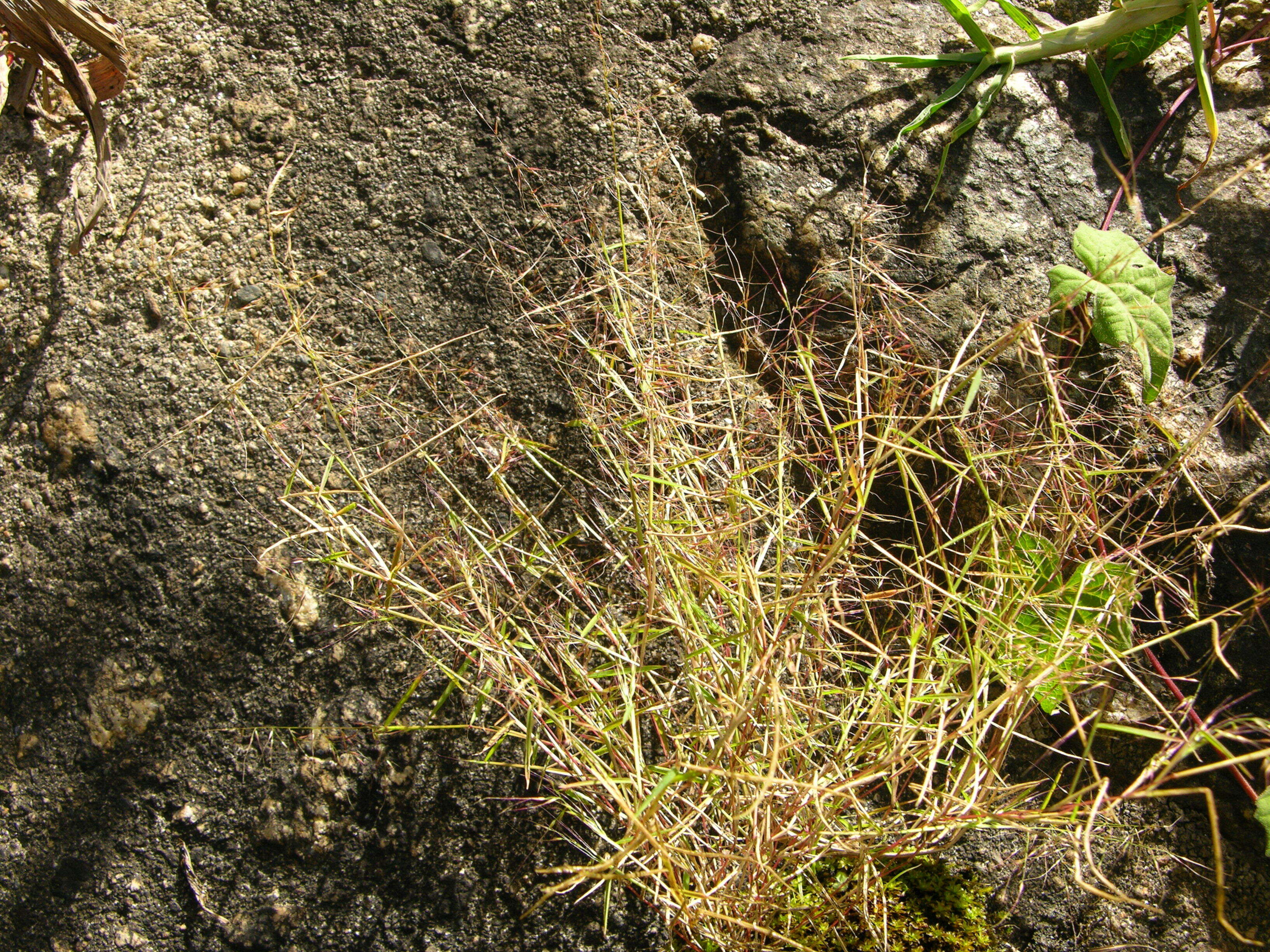 Image of Muhlenbergia ciliata (Kunth) Kunth