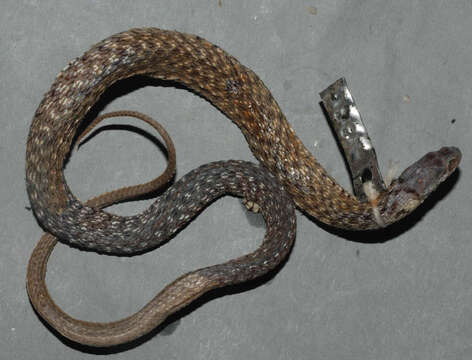 Sivun Xenochrophis flavipunctatus (Hallowell 1861) kuva