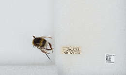 Image of White-tailed bumblebee