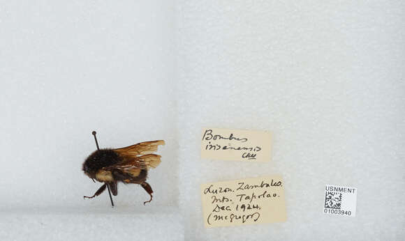 Imagem de Bombus irisanensis Cockerell 1910