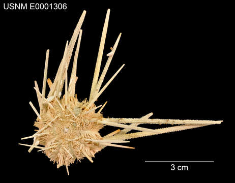 Image of Stylocidaris effluens Mortensen 1927