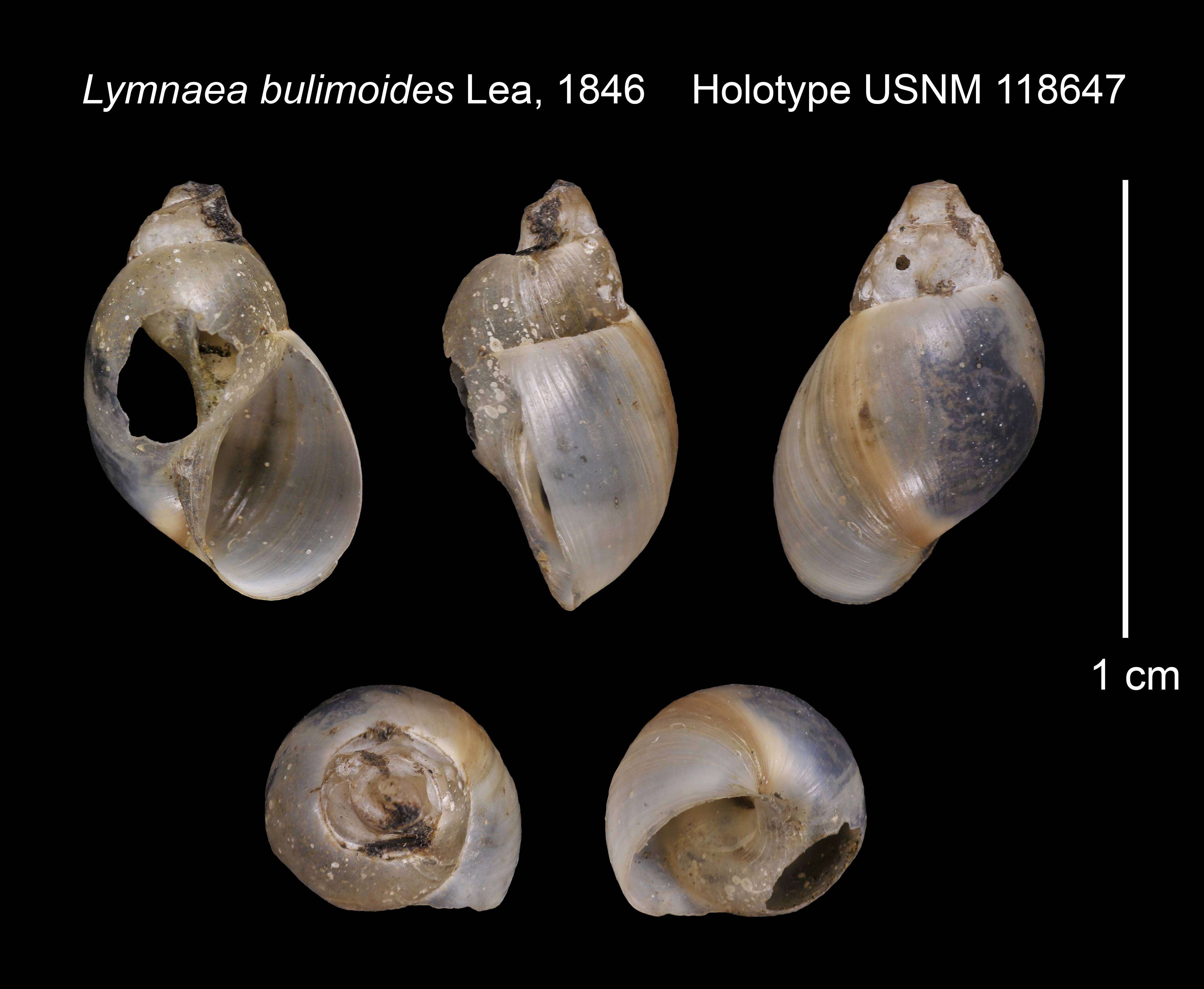 Image of Galba bulimoides (I. Lea 1841)