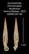 Image of Cochlodinella hendersoni C. Torre & Bartsch 1972