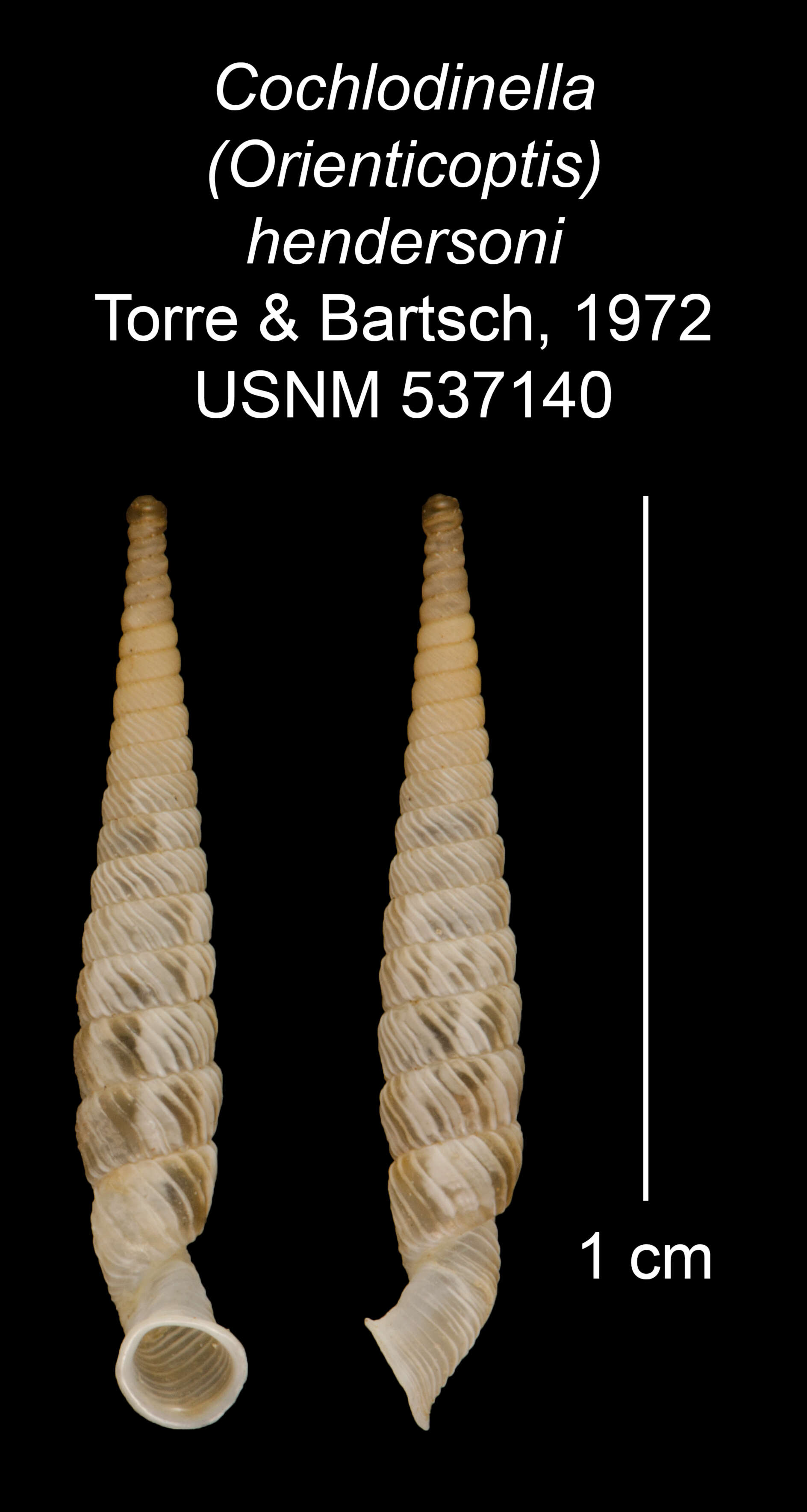 Image of Cochlodinella hendersoni C. Torre & Bartsch 1972