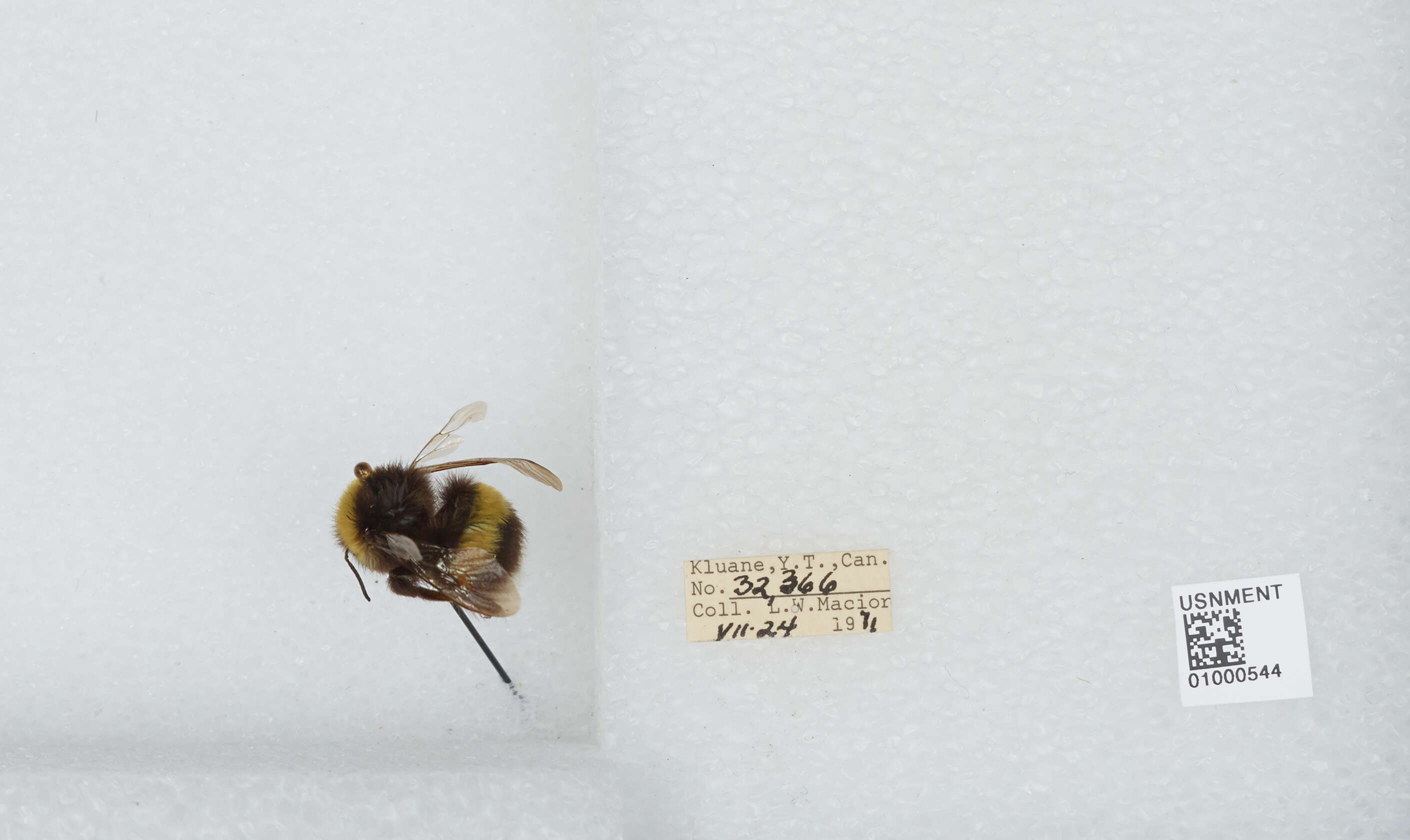 Image of White-tailed bumblebee