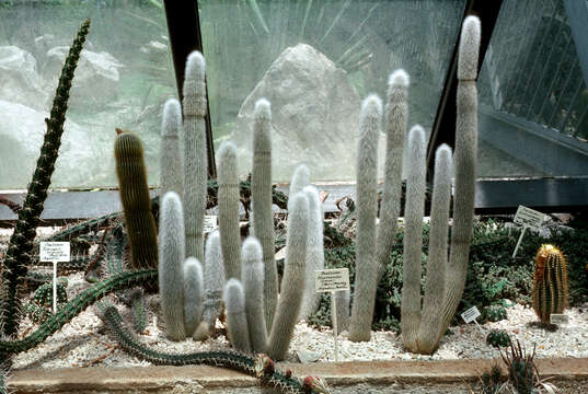 Image of Silver torch cactus