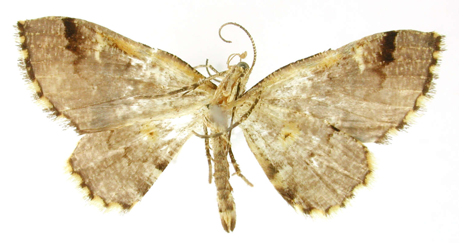 Image of Psaliodes aliena Dognin 1911