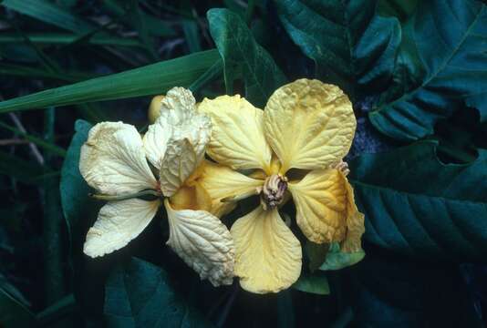 Senna latifolia (G. Mey.) H. S. Irwin & Barneby resmi