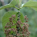 Image of Touchardia oahuensis T. Wells & A. K. Monro