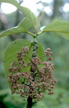 Image of Touchardia oahuensis T. Wells & A. K. Monro