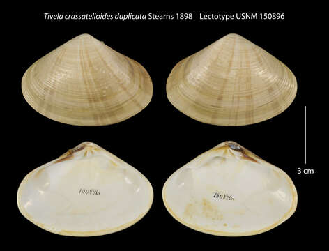 Image of <i>Tivela crassatelloides</i>