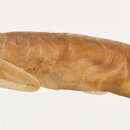Image of Philippines worm eel
