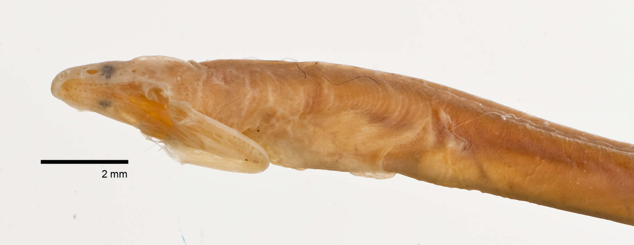 Image of Philippines worm eel
