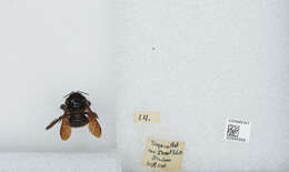 Image of Bombus breviceps Smith 1852