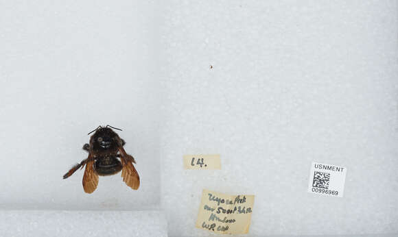 Image of Bombus breviceps Smith 1852