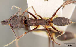 Image of Ant