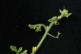 Image of West Indian gherkin