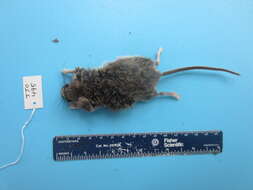 Image of Deer Mouse