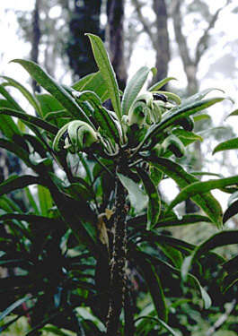 Слика од Clermontia arborescens subsp. waihiae (Wawra) Lammers