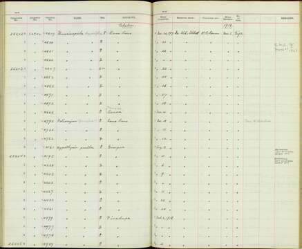 Image de Ficedula hyperythra jugosae (Riley 1921)