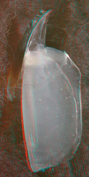 Image of Lepidoteuthis Joubin 1895