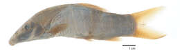 Image of Banded loach