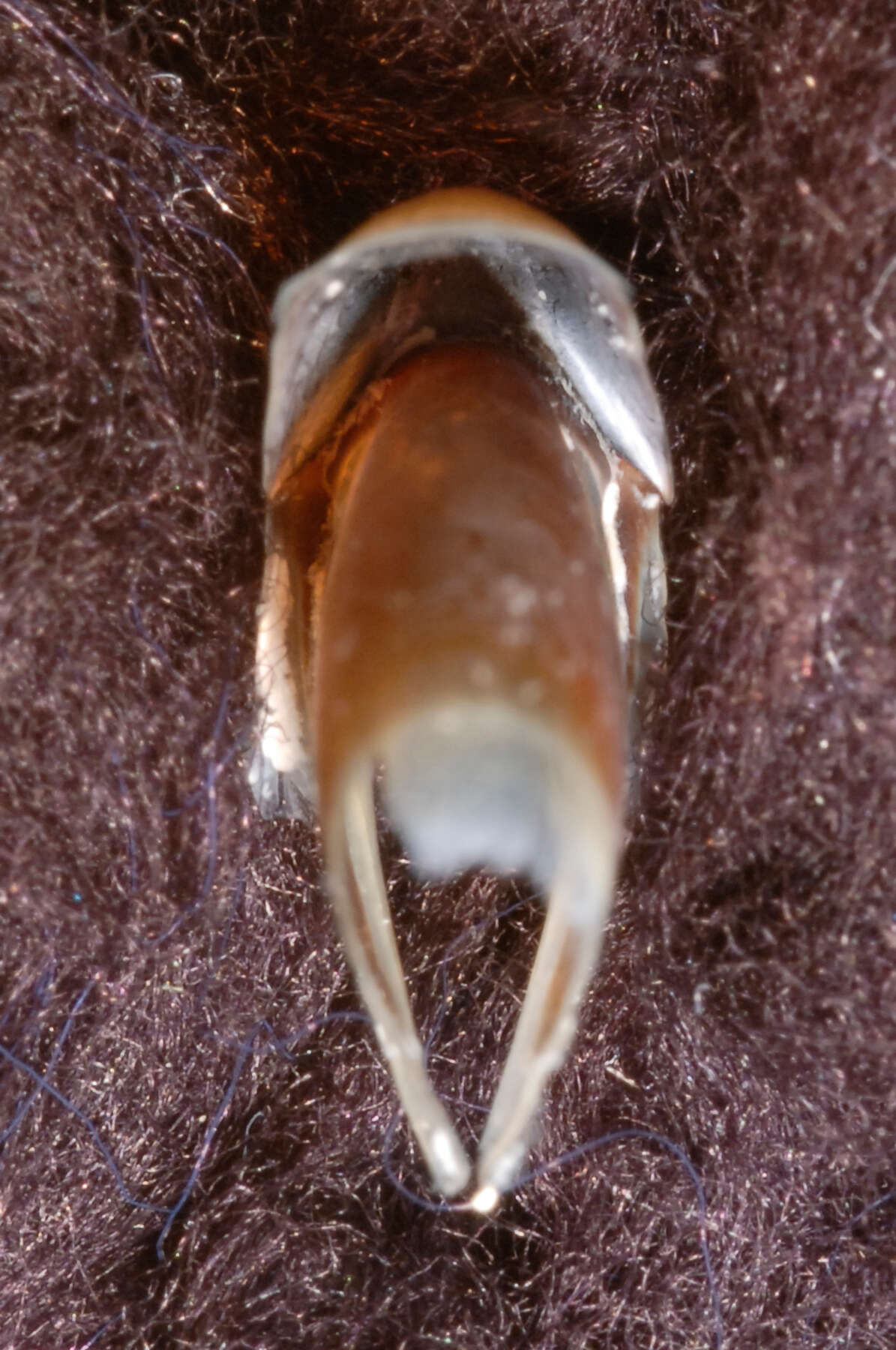 Image of Coffee bean scaled squid