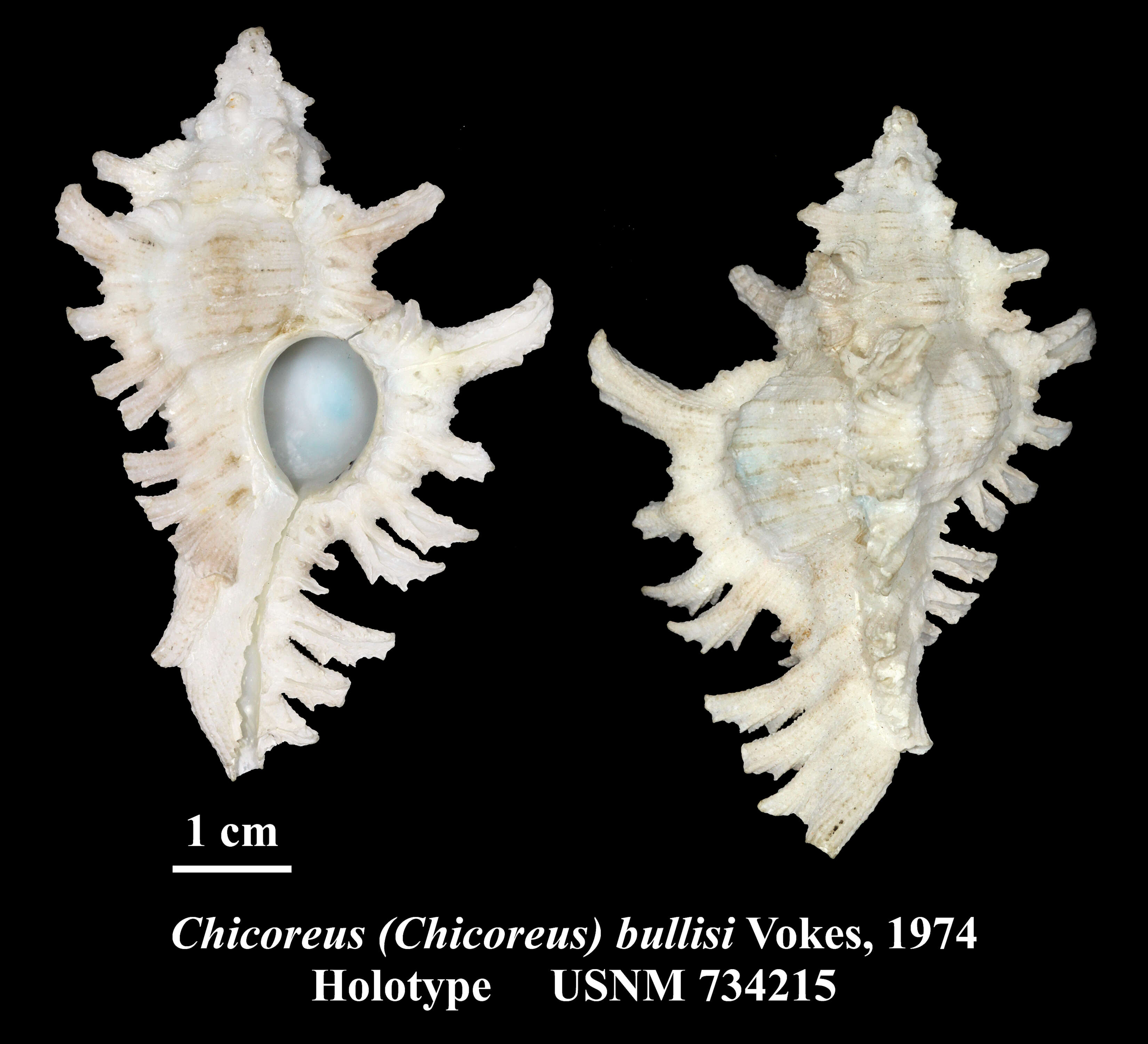 Image of Chicoreus bullisi Vokes 1974