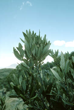 Image of Silverleaf Oak